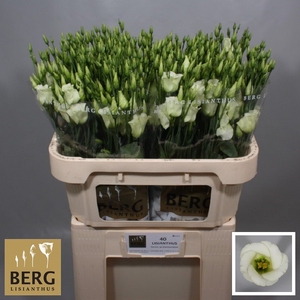 Lisianthus Rosita Green