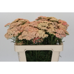 Achillea Millefolium Lachsschönheit