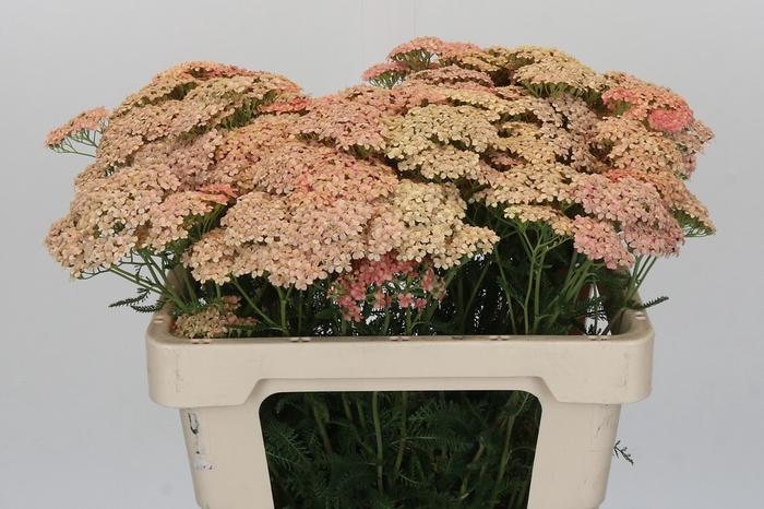 <h4>Achillea Millefolium Lachsschönheit</h4>