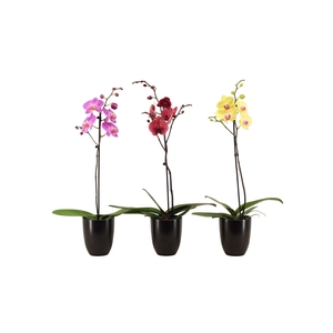 Hugo Black Phal Mix 1T Vertakt