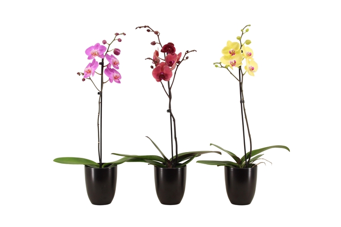 <h4>Hugo Black Phal Mix 1T Vertakt</h4>