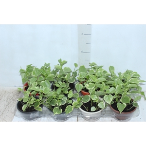 PEPEROMIA SCANDENS C13