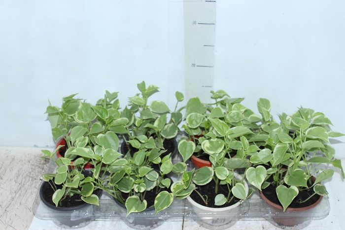 <h4>PEPEROMIA SCANDENS C13</h4>
