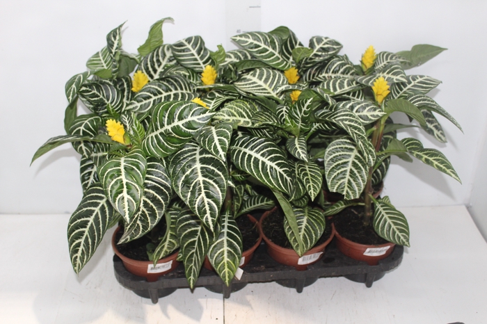 <h4>APHELANDRA COM FLOR P15 COM FLOR</h4>