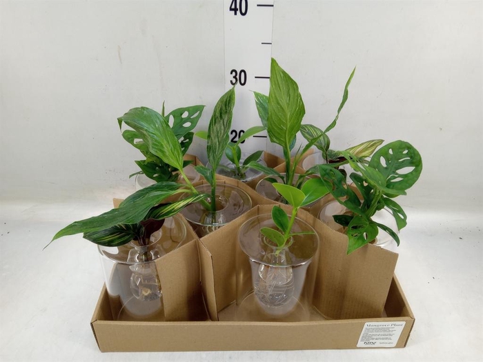 <h4>Planten ..mix</h4>