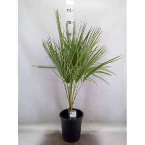 Chamaerops humilis