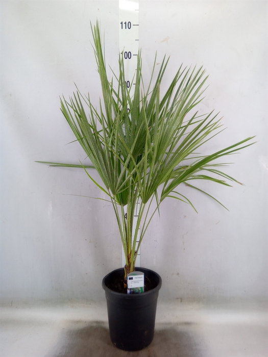 <h4>Chamaerops humilis</h4>
