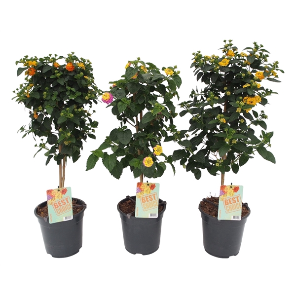 <h4>Lantana mix stam</h4>