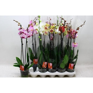 PHAL GEM 7 KL