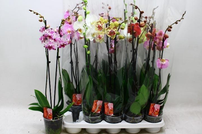 <h4>PHAL GEM 7 KL</h4>