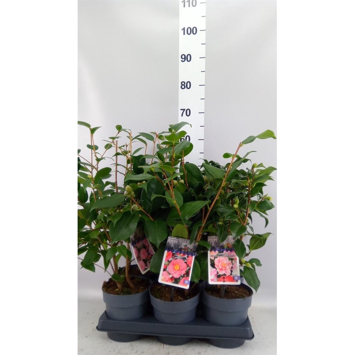 <h4>Camellia   ...</h4>