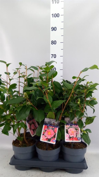 Camellia   ...