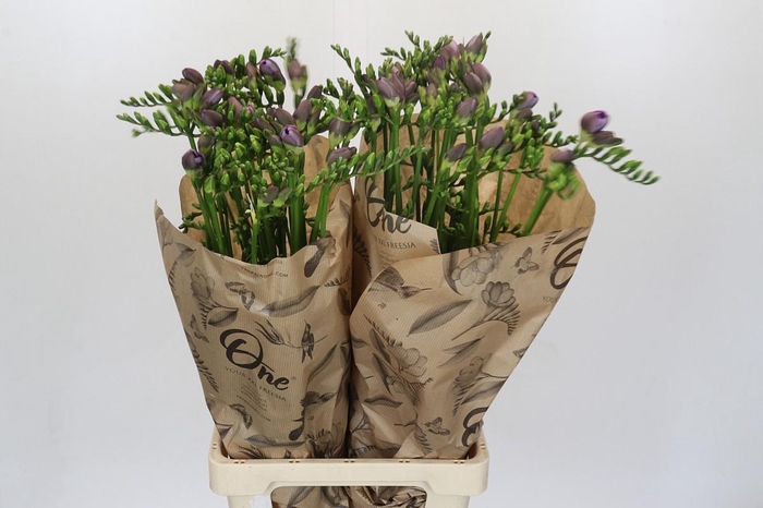 Freesia One Blue XXL