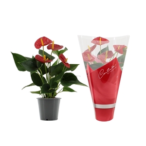 Anthurium Success Red in Couture sleeve