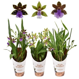 Zygopetalum 3 tak 12 cm