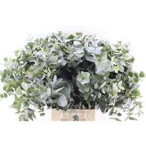 Euca Cinerea Per Stem