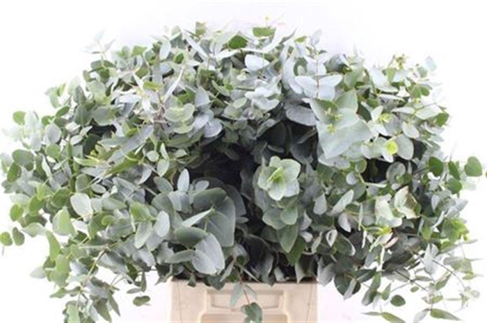 <h4>Euca Cinerea Per Stem</h4>