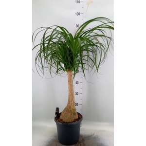 Beaucarnea recurvata