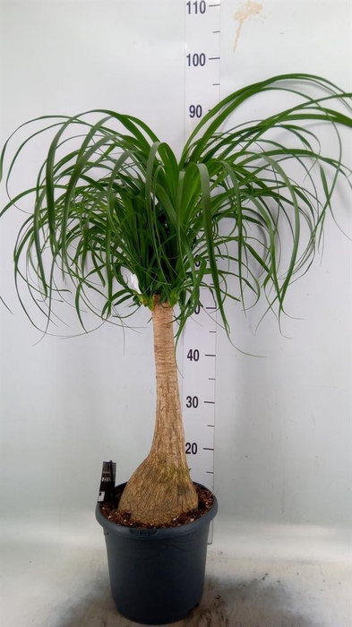 <h4>Beaucarnea recurvata</h4>