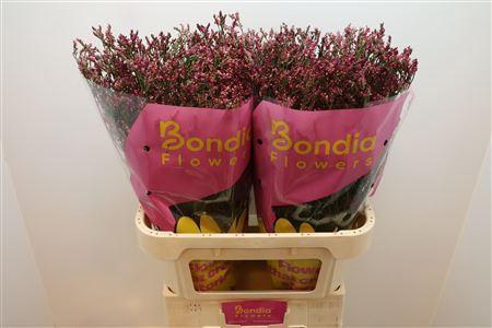 Lim Sin Scarlet Diamond