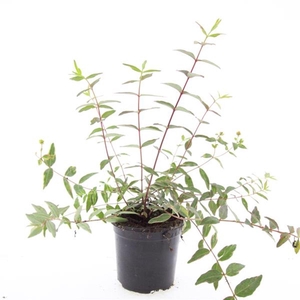 Hypericum x moserianum Tricolor
