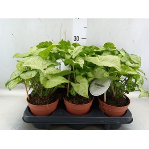 Syngonium   ...