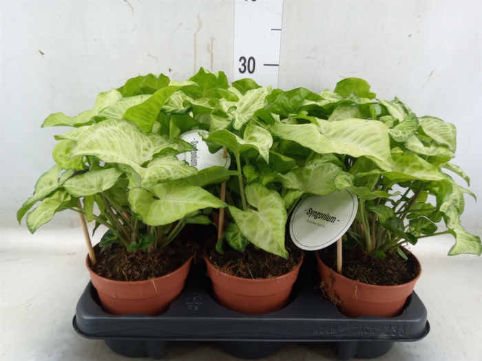 <h4>Syngonium   ...</h4>