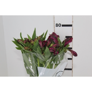 ALSTROEMERIA REAL 080 CM