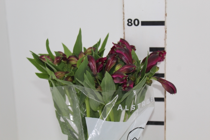 <h4>ALSTROEMERIA REAL 080 CM</h4>