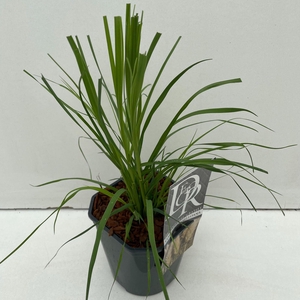Cortaderia selloana