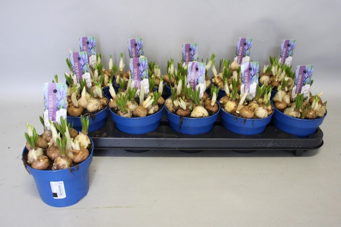 <h4>BOLBLOEMEN GEM</h4>