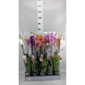 Phalaenopsis   ...mix  7