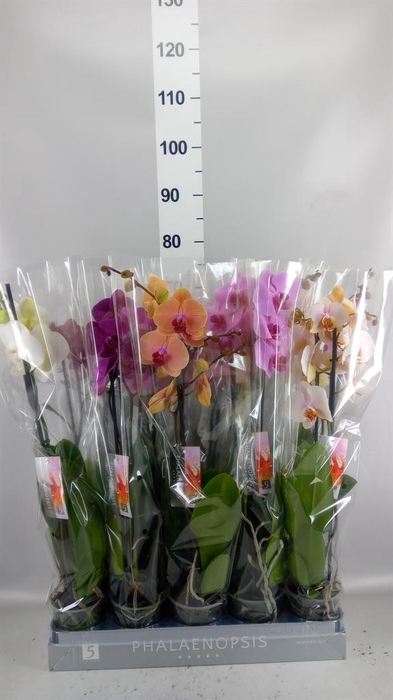 <h4>Phalaenopsis   ...mix  7</h4>