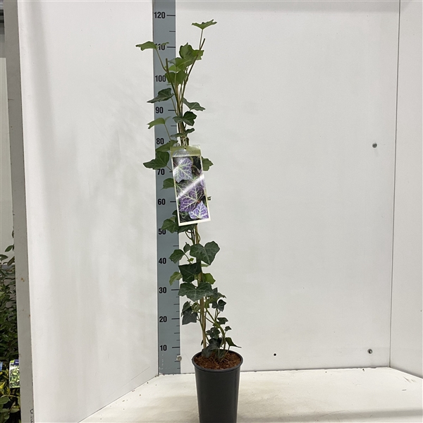 <h4>Hedera hel. ‘Woerner’ - gestokt 70 cm</h4>