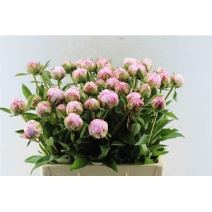 Paeonia Sarah Bernhard Pink