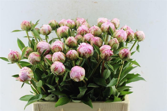<h4>Paeonia Sarah Bernhard Pink</h4>
