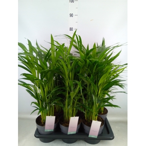 Dypsis lutescens   ...Chrysalidoca
