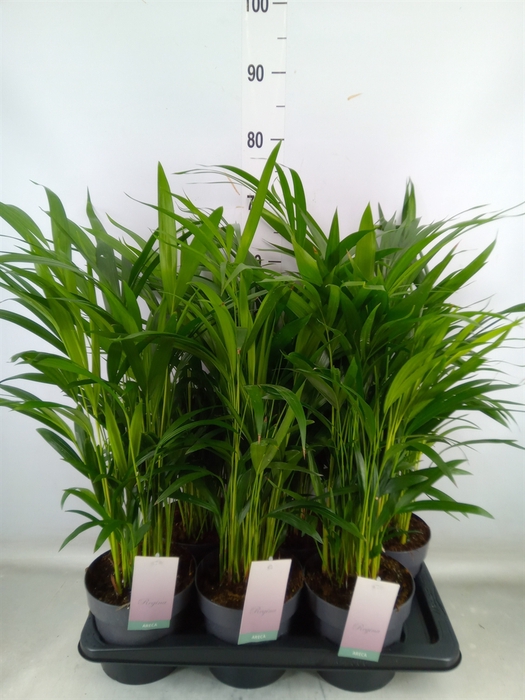 <h4>Dypsis lutescens   ...Chrysalidoca</h4>