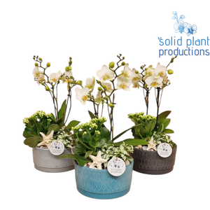 NV008 Sarah Navy Phalaenopsis