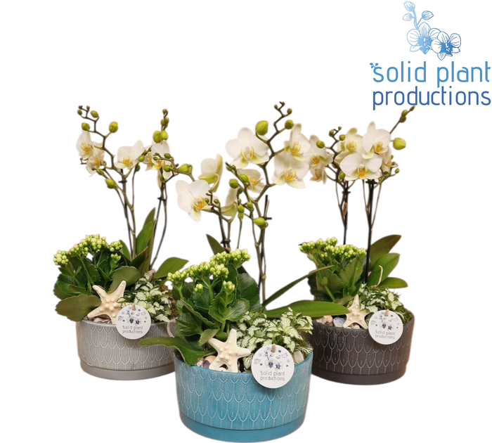 <h4>NV008 Sarah Navy Phalaenopsis</h4>