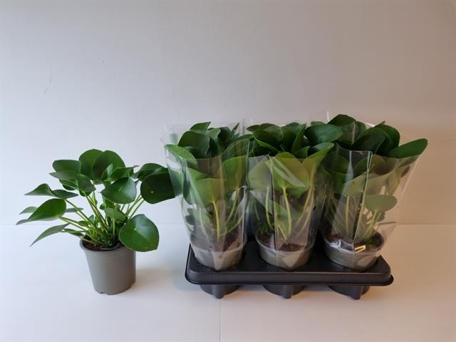 Pilea peperomoides 13Ø 27cm