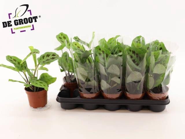 <h4>MARANTA KERCHOVEANA</h4>