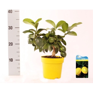 Citrus meyeri Lemon medi-stem