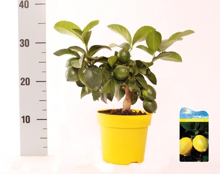 <h4>Citrus meyeri Lemon medi-stem</h4>