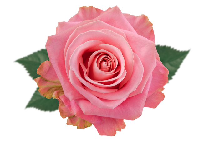 R GR PINK MONDIAL Naranjo