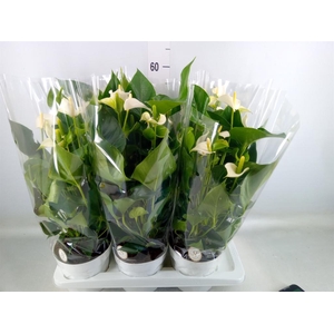 Anthurium andr. 'White Champion'