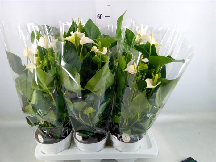 <h4>Anthurium andr. 'White Champion'</h4>