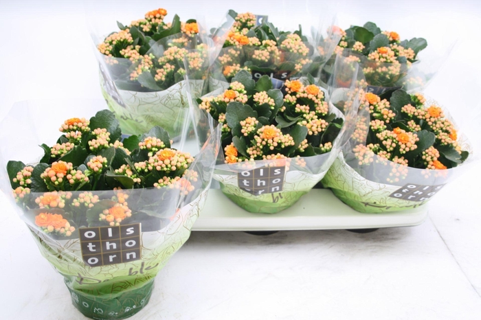 <h4>Kalanchoe Perfecta Orange</h4>
