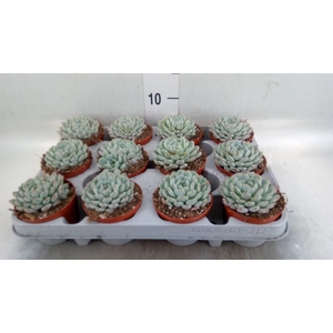 Echeveria cuspidata
