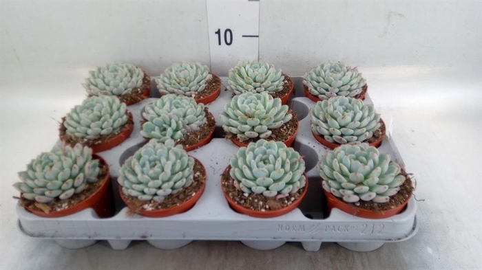 <h4>Echeveria cuspidata</h4>